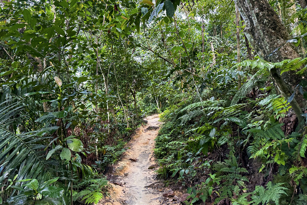 Тропинка для хайкинга в Bukit Kiara Forest. Парки и хайкинг в Куала-Лумпуре