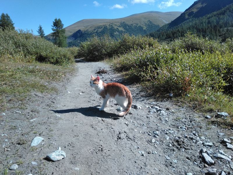 кот в горах
