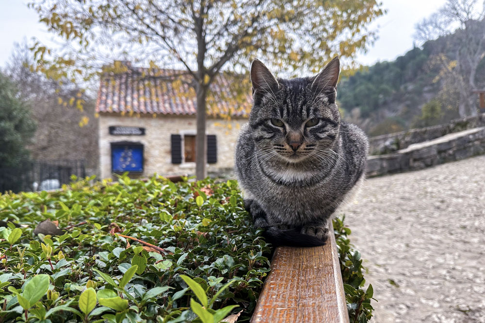 Коты в парке Крка 