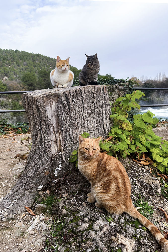 Коты в парке Крка 
