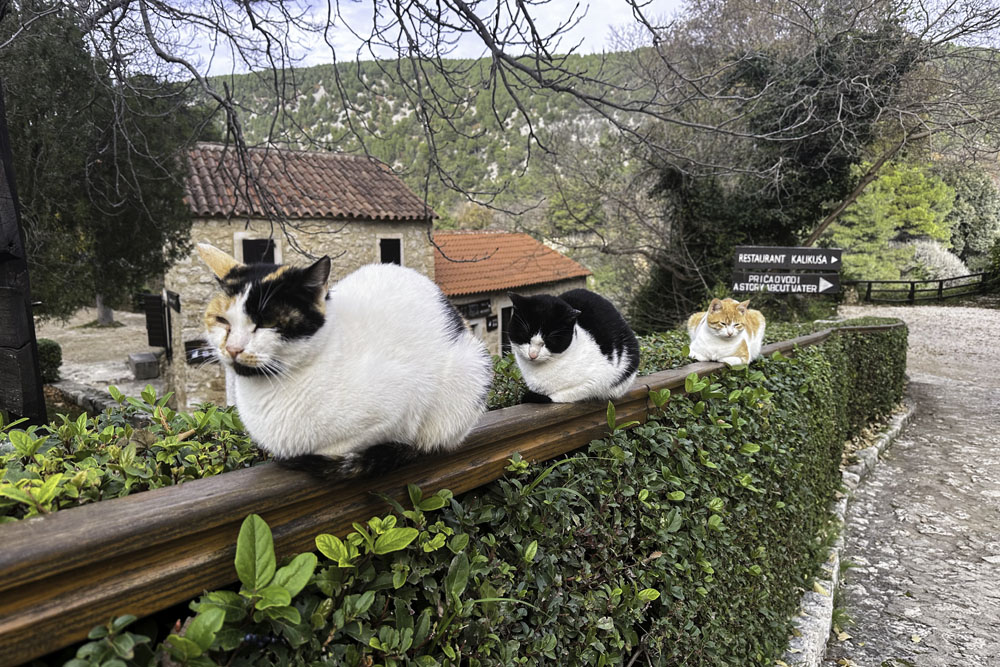 Коты в парке Крка 