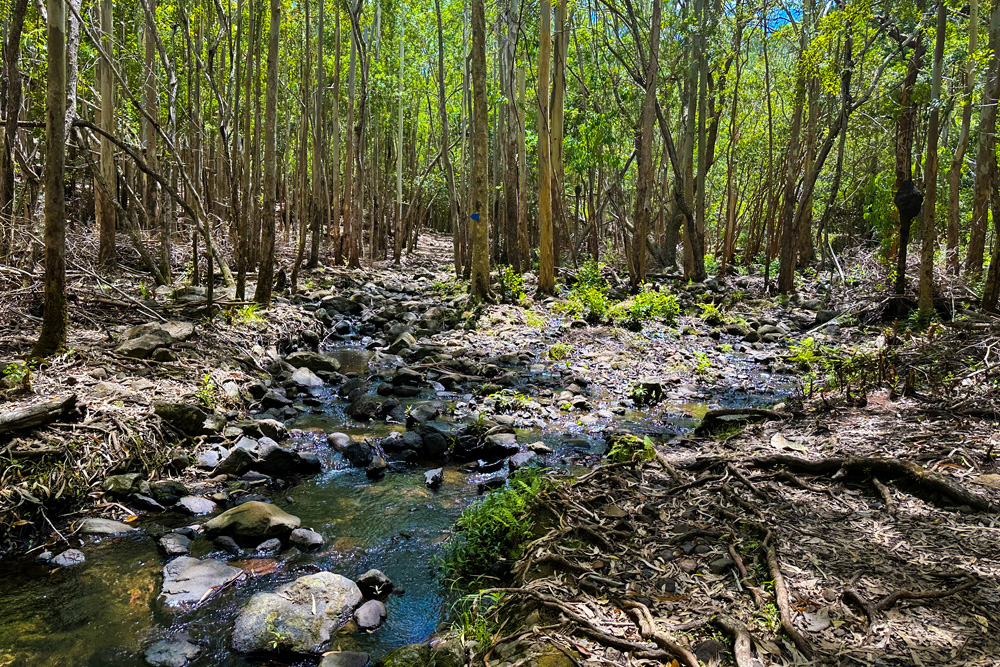 Тропа до водопада Mare Aux Joncs